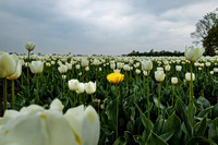 Lonely yellow tulip in a sea of white