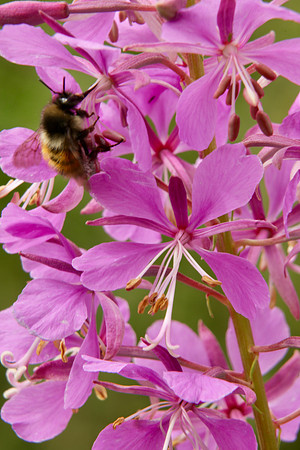 Pink Columbine wildflower