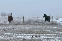Horses in the fog and snow