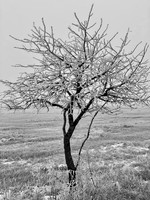 Frosty the tree