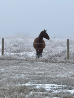 Chief in the fog