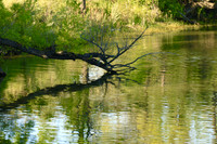 Tree reflection in Missouri River