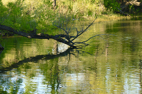 Tree reflection in Missouri River