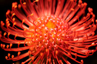 Macro flowers