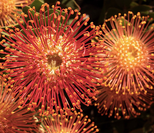Macro flowers