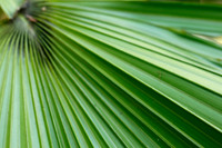 Macro fern
