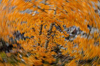 Abstract of fall leaves