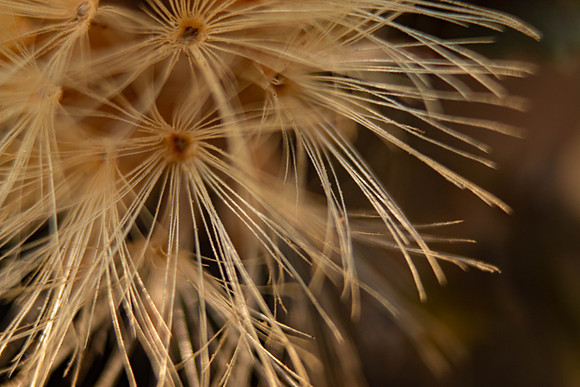 Dried flower