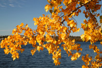 Golden leaves
