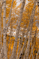 Aspen trees