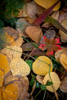 Color in leaves