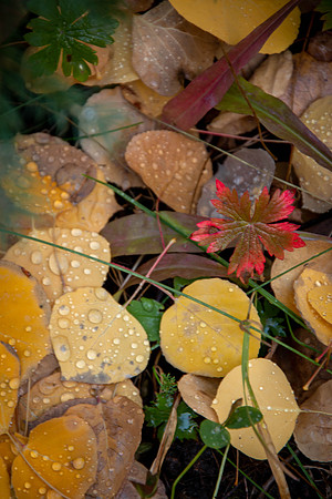 Color in leaves