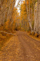 Aspen leaves covering road