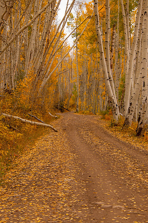 Aspen leaves covering road