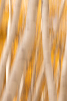Abstract of aspen trees