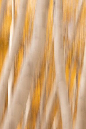 Abstract of aspen trees