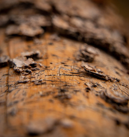 Bark of post fence