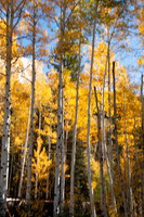 Aspen colors
