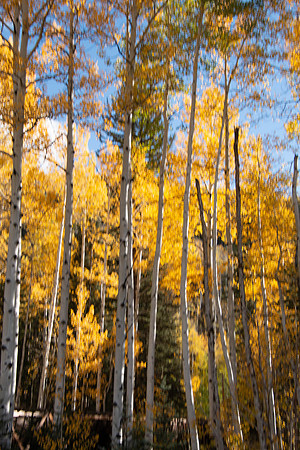Aspen colors