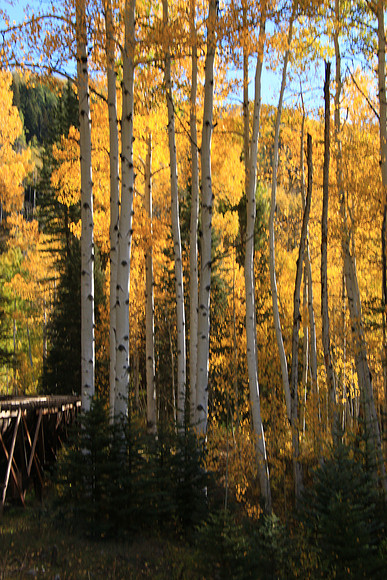 Aspen in Colorado