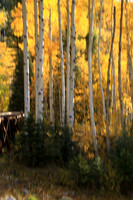 More aspen in Colorado