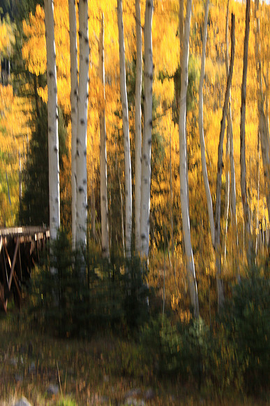 More aspen in Colorado