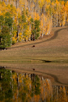 Reflection of colors