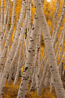 Aspen grove 2