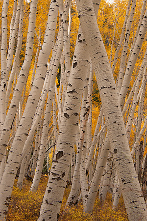 Aspen grove 2