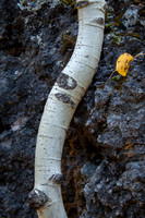 White bark of Aspen tree