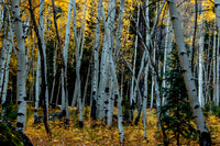 Aspen grove
