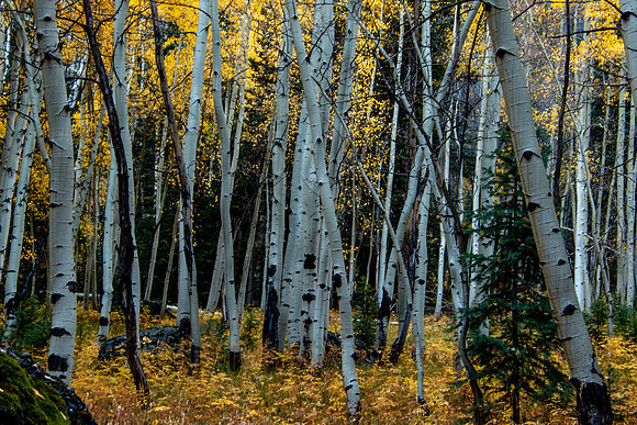 Aspen grove