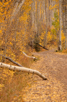 Golden road