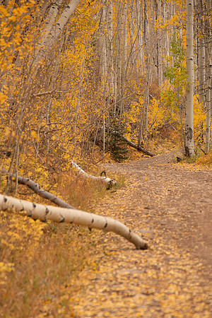 Golden road