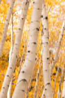 White bark on aspens