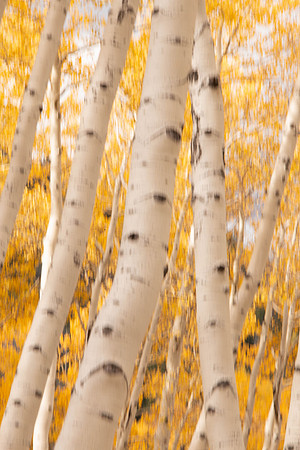 White bark on aspens