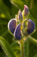 Lupine flower