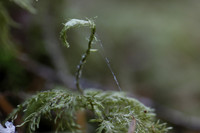 Seedling