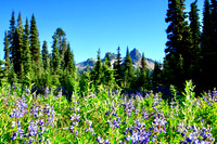 Wildflowers