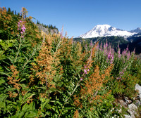 Mt Rainer