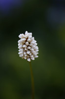 Bottlebrush flower - macro