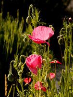 California poppies