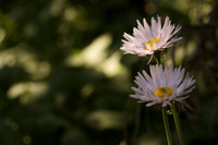 Daisies