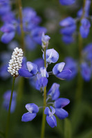 Botttlebrush and lupine flowers