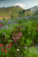 Mt Rainer wildflowers