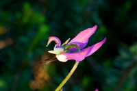 Shooting star flower
