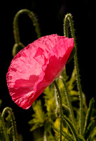 Poppy
