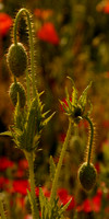 Poppies