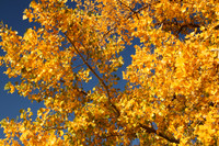 Fall colors