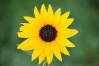 Sunflower with spider web